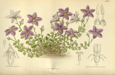 Campanula arvatica, Campanulaceae de J.N. Fitch